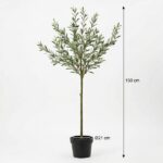 Tall potted olive tree in a black container, about 150 cm tall with a 21 cm pot diameter.