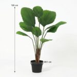 Tall potted plant with large green fan leaves in a black pot; about 105 cm tall and 21 cm diameter at the base.