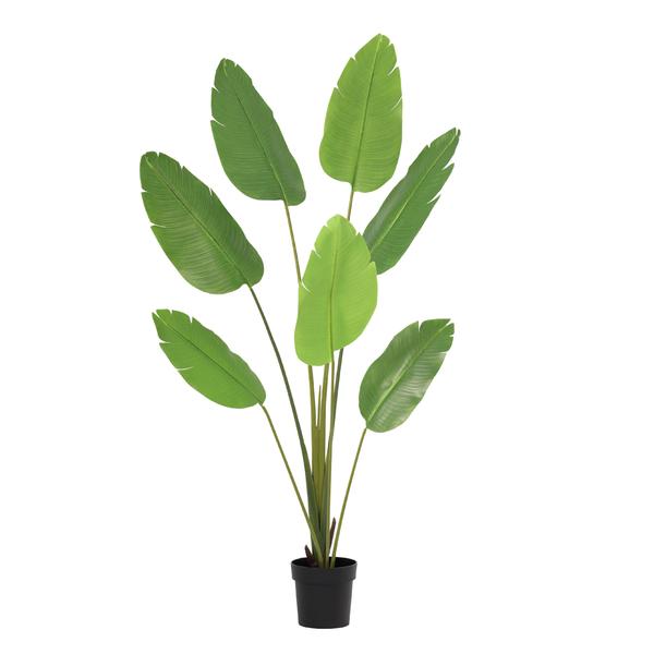Potted tropical plant with multiple large green leaves in a black pot.