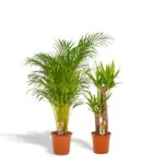 Two potted palm plants with lush green fronds in orange terracotta pots on a white background.