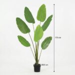 Tall potted plant with large green leaves; overall height about 170 cm, pot diameter 23 cm.