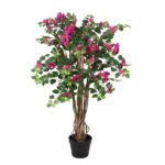Bougainvillea plant with pink blossoms in a black pot and braided trunk stems