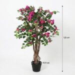 Tall potted pink bougainvillea plant with braided trunks in a black pot, about 120 cm tall.