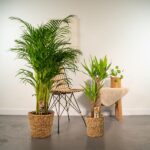 Tall indoor plant in a woven basket on the left, with two smaller potted plants in baskets and a wicker chair nearby, plus a small table with a beige cloth against a light wall.