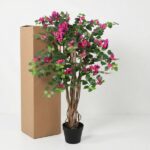 Bougainvillea with a braided trunk in a black pot, pink blossoms beside a tall cardboard box on a white surface.