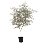 A small ornamental tree with a slim trunk in a black pot and delicate leafy branches