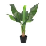 Potted banana plant with large green leaves in a black pot.