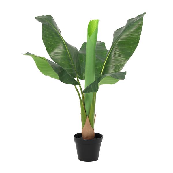 Potted banana plant with large green leaves in a black pot.