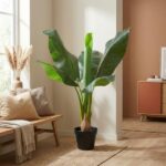 Large indoor plant with broad green leaves in a black pot beside a sofa in a sunlit living room.