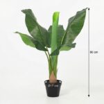 Banana plant in a black pot, tall with broad green leaves; total height about 80 cm and pot diameter 17 cm.
