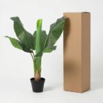 Potted banana plant with large green leaves in a small black pot, placed next to a tall brown cardboard shipping box against a white background.