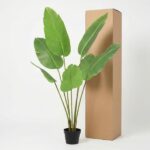 Potted tropical plant with large green leaves beside a tall cardboard box on a light background.