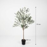 Olive tree in a black pot, 170 cm tall with a 21 cm pot diameter (Ø21 cm).