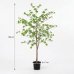 Small deciduous tree in a black pot, height about 130 cm with a 17 cm pot diameter.