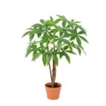 Money tree (Pachira aquatica) with braided trunks in a terracotta pot and lush green palmate leaves on a white background.