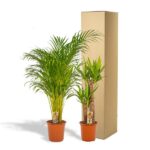Two potted palm plants in terracotta pots beside a tall cardboard shipping box behind them.