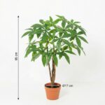 Indoor potted tree with multiple brown trunks and large green palmate leaves, 85 cm tall in a terracotta pot (17 cm diameter).