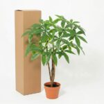 Houseplant with a thin trunk and palmate green leaves in a terracotta pot beside a tall cardboard box on a white background.