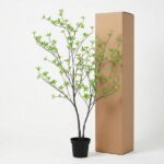 Small potted plant with bright green leaves beside a tall brown cardboard box on a white background.