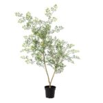 Potted leafy shrub with two slender trunks and dense small green leaves, used as an indoor decorative plant in a black pot.