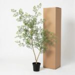 Potted ornamental shrub with small green leaves beside a tall cardboard box on a white backdrop.