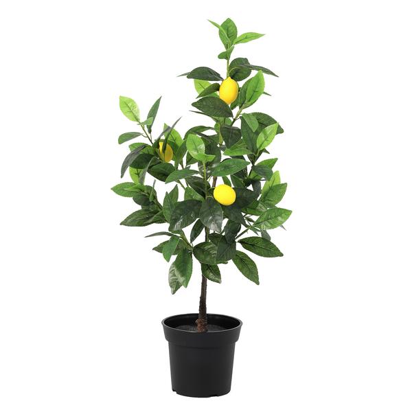 Potted lemon tree with ripe yellow lemons and glossy green leaves in a black nursery pot.