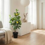Bright living room with a lemon tree in a black pot beside a white cabinet, a beige throw on a sofa, and a light wood floor.