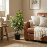 Cozy living room corner with a potted lemon tree beside a tan leather sofa, throw blanket, and framed botanical art.