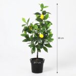 Potted lemon tree with green leaves and ripe yellow lemons, about 65 cm tall in a black pot (17 cm diameter).