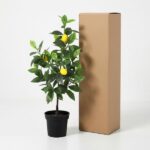Small lemon tree in a black pot beside a tall brown cardboard shipping box.