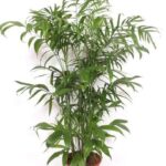 Indoor potted palm plant with multiple slender trunks and feathery green fronds in a terracotta pot.