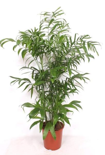 Indoor potted palm plant with multiple slender trunks and feathery green fronds in a terracotta pot.