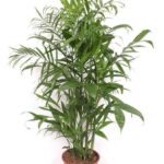 Indoor potted palm plant with lush green fronds in a terracotta pot