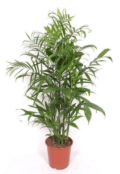 Indoor potted palm plant with lush green fronds in a terracotta pot