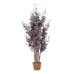 Purple eucalyptus plant with multiple stems in a brown terracotta pot.