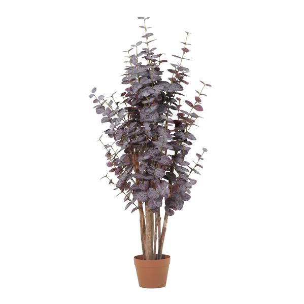 Purple eucalyptus plant with multiple stems in a brown terracotta pot.