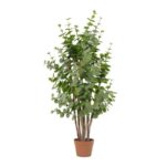 Potted eucalyptus plant with multiple slender stems and round, dusty-green leaves for an indoor setting.