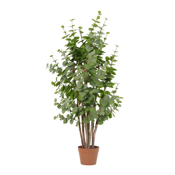 Potted eucalyptus plant with multiple slender stems and round, dusty-green leaves for an indoor setting.