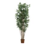 Tall potted indoor plant with multiple slender brown stems and dense green bamboo-like leaves in a terracotta pot.