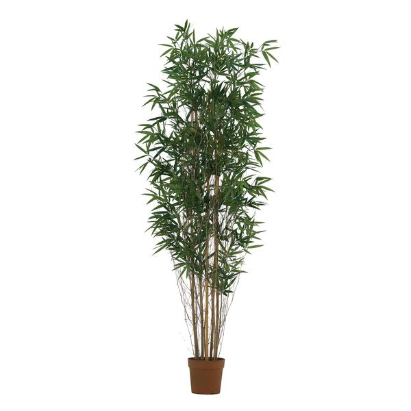 Tall potted indoor plant with multiple slender brown stems and dense green bamboo-like leaves in a terracotta pot.