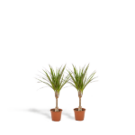 Two small potted green plants with long, slender leaves in terracotta pots on a white background.