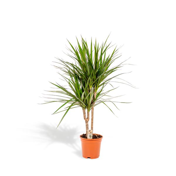 Dracaena plant in a terracotta pot with tall slender trunk and spiky green leaves on a white background.