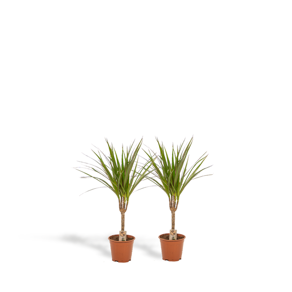 Two small potted green plants with long, slender leaves in terracotta pots on a white background.