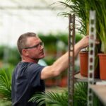 Man wearing glasses adjusts a potted plant on a greenhouse shelf with metal racks nearby, tending plants in a greenhouse setting.