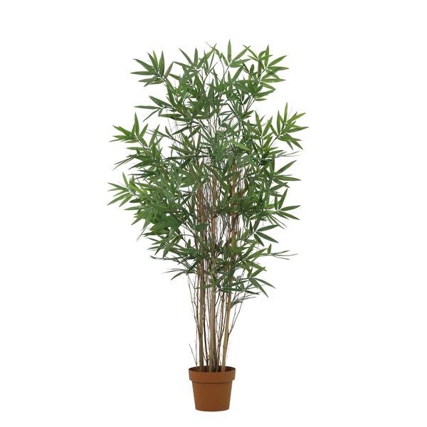 Tall indoor decorative plant with multiple slender brown stems and dense green, bamboo-like leaves in a terracotta pot