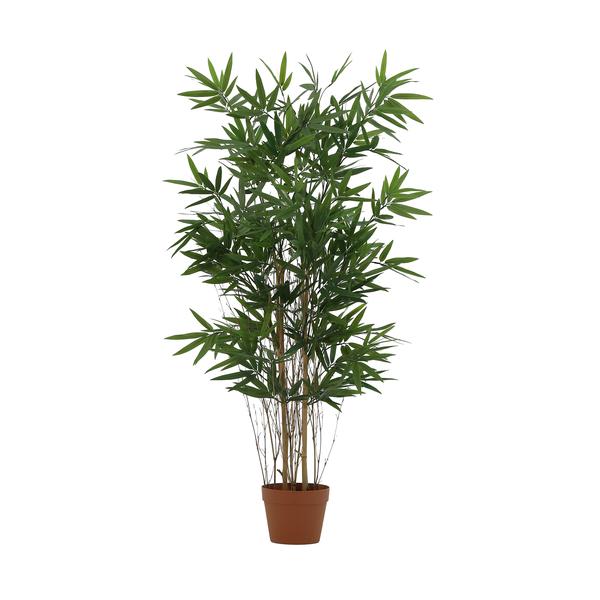 Tall indoor bamboo plant with multiple slender trunks in a terracotta pot and dense green leaves.