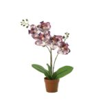 Purple orchid with pink and white speckled petals in a small terracotta pot, with broad green leaves at the base.