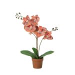 Pink-orange orchid with multiple blooms in a small terracotta pot, accompanied by broad green leaves