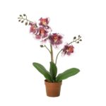 Purple and white orchid in a small terracotta pot with green leaves and multiple blossoms on tall stems.