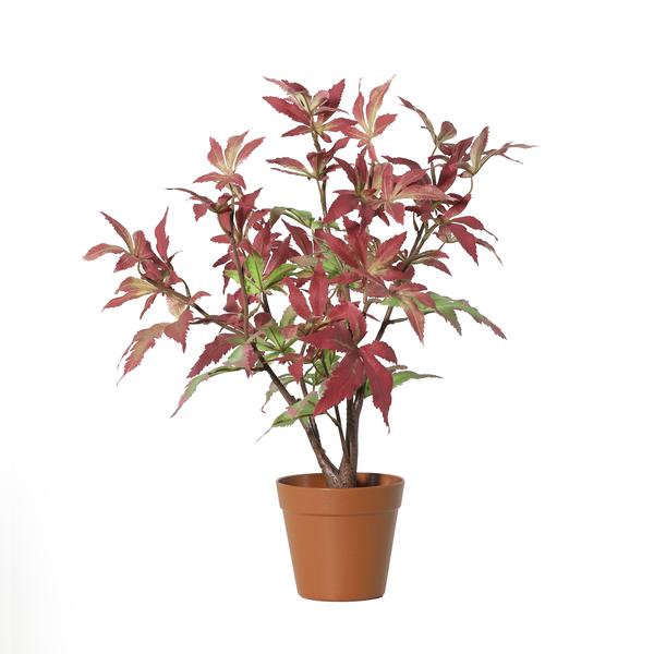 Small potted plant with red and green maple-style leaves in a terracotta pot on a white background.